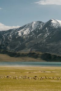 flock of sheep pasturing against mountain